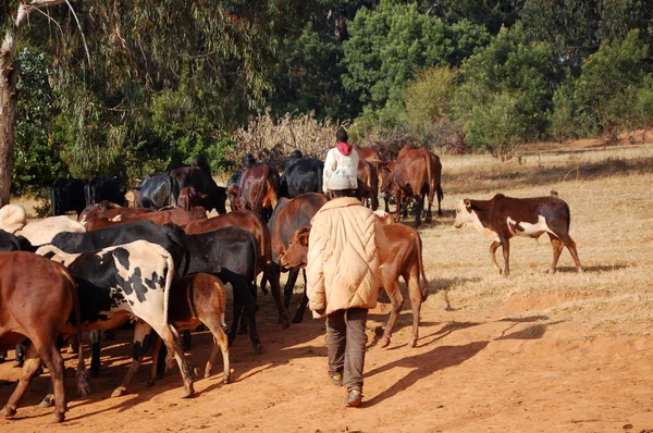 Az állatok megy legeltetés - falu Pomerini - Tanzánia - Afrika 2013 — Stock Fotó