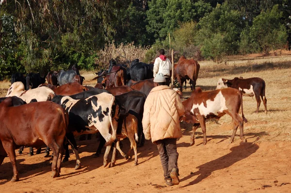 Hayvan otlatma - köy pomerini - Tanzanya - Afrika 2013 gidin. — Stok fotoğraf