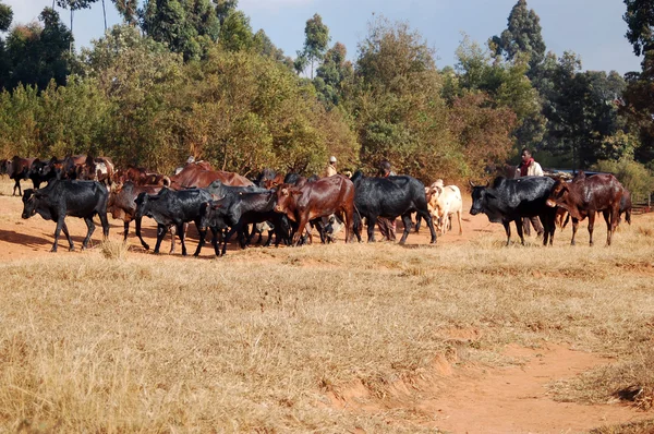 Zvířata jít pastva - vesnice pomerini - Tanzanie - Afrika 2013 — Stock fotografie
