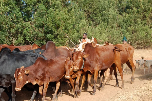 Hayvan otlatma - köy pomerini - Tanzanya - Afrika 2013 gidin. — Stok fotoğraf