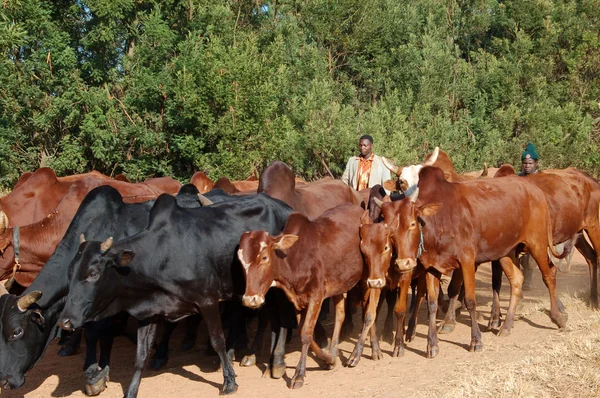 Животные пасутся - Village Pomerini - Танзания - Африка 2013 — стоковое фото