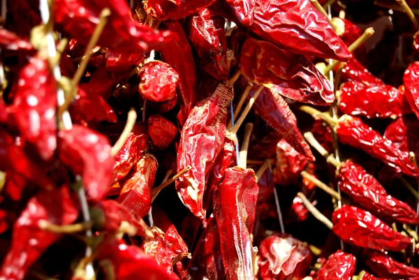 Peperoncino calabrese — Foto Stock