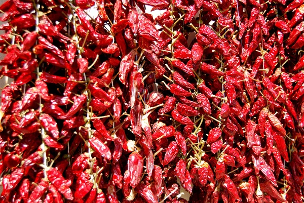 カラブリア chiles の束 — ストック写真