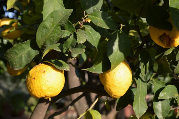 Una pianta di limoni biologici — Foto Stock