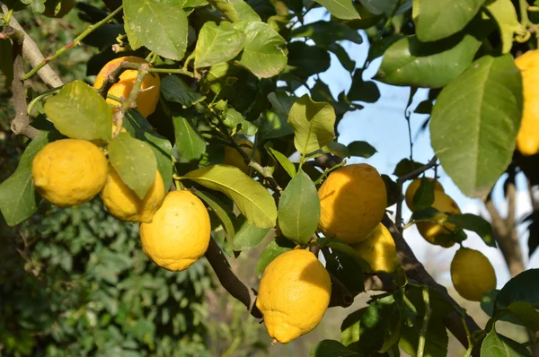 Una planta de limones orgánicos — Foto de Stock