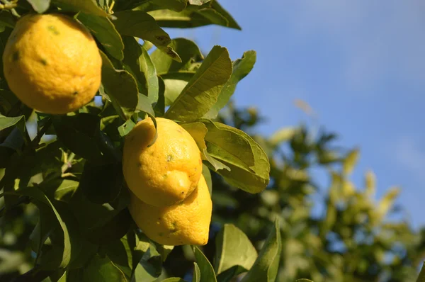 Una pianta di limoni biologici — Foto Stock