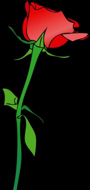 Siyah arkaplanda kırmızı gül