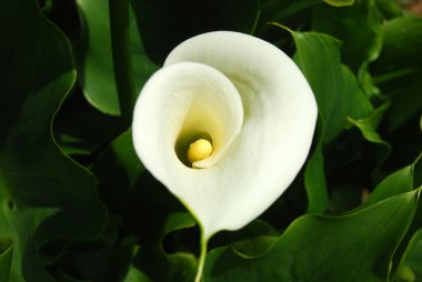 duygusallık bir çiçek - calla zantedeschia - 201