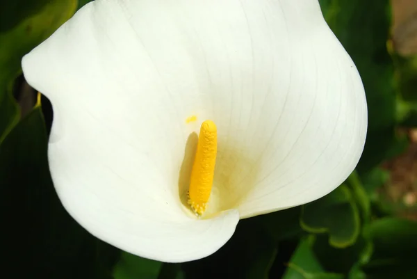 All the sensuality of a flower - Calla Zantedeschia - 195 — Stock Photo, Image