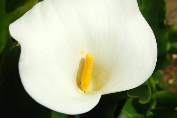 Kaikki aistillisuus kukka - Calla Zantedeschia - 199 — kuvapankkivalokuva