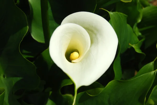 All the sensuality of a flower - Calla Zantedeschia - 201 — Stock Photo, Image