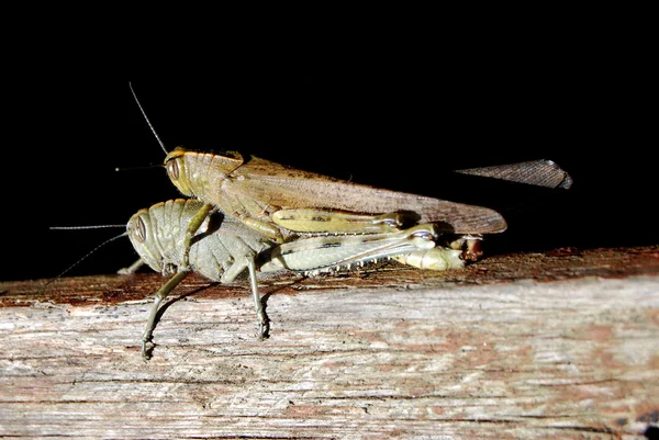 Când dragostea este iubire — Fotografie, imagine de stoc