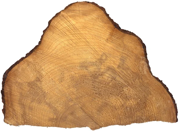 Seção de tronco de árvore isolado — Fotografia de Stock
