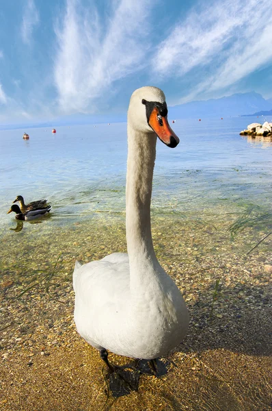 Knobbelzwaan - lake garda - Italië — Stockfoto