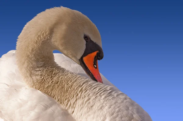 Mute Swan on Blue Sky — Stock Photo, Image