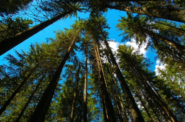 Árboles en un bosque visto desde abajo —  Fotos de Stock