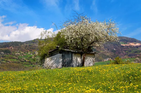Oud huis op bloemrijke weide — Stockfoto