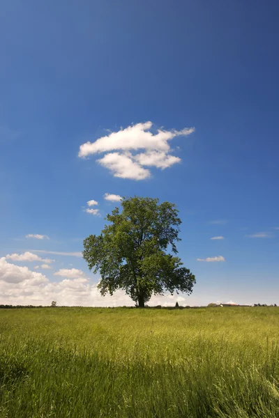 Stort träd på grön äng — Stockfoto