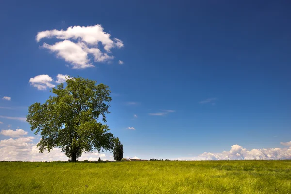 Grande albero su prato verde — Foto Stock