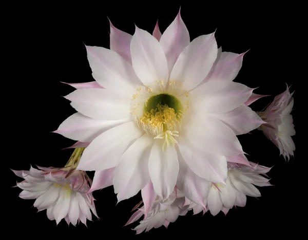 Blommor av cactus echinopsis oxygona — Stockfoto