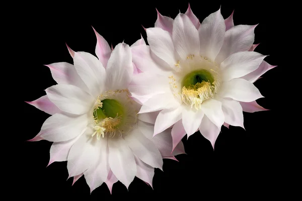 Blommor av cactus echinopsis oxygona — Stockfoto