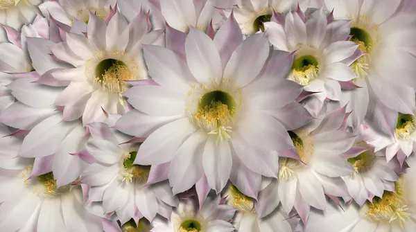 Flores cacto fundo — Fotografia de Stock