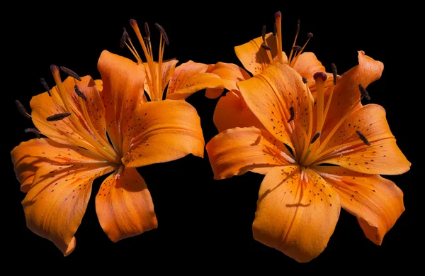 Flores de lírio laranja - Lilium — Fotografia de Stock