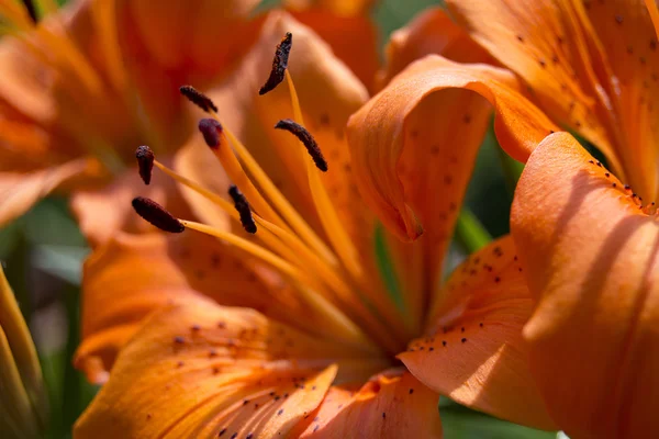 Oranžová lilie pozadí — Stock fotografie