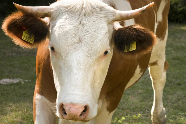 Белая и коричневая корова на зелёном поле — стоковое фото