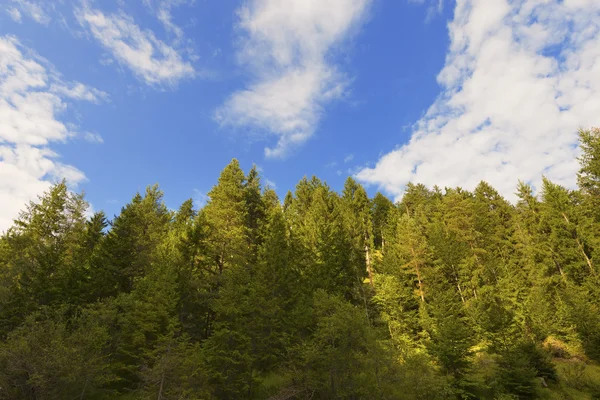 Abeti e pini dalla vista in basso — Foto Stock