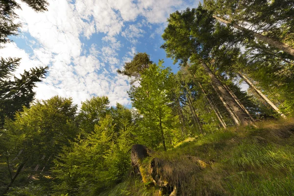 Buku a borovice od pohled zdola — Stockfoto
