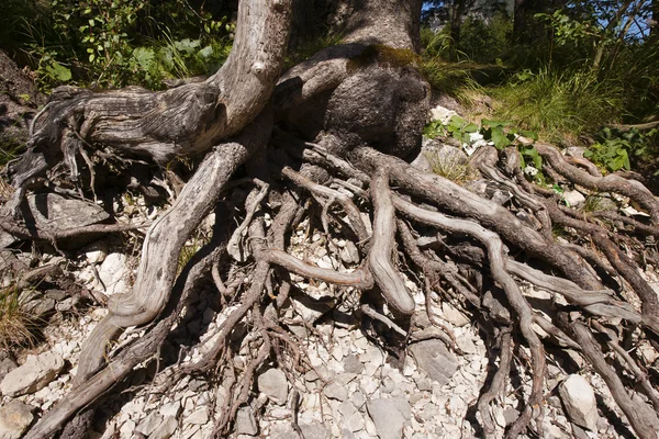 Raízes das duas árvores — Fotografia de Stock