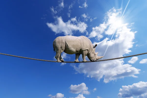 Rinoceronte andando na corda — Fotografia de Stock