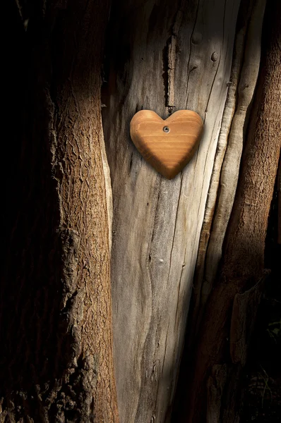 Casca de árvore com coração de madeira — Fotografia de Stock