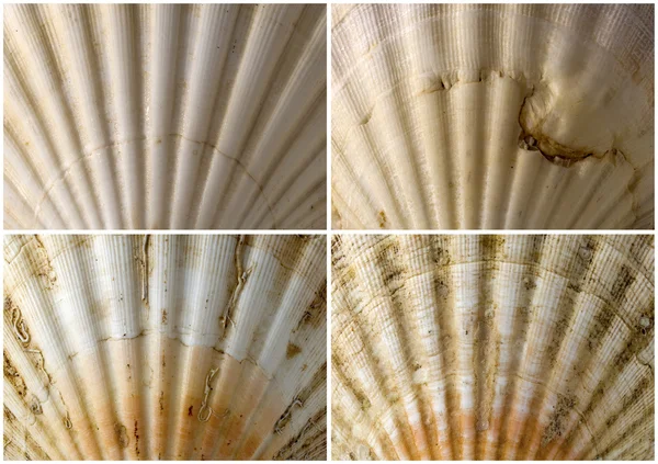 Four Close up of Seashells — Stock Photo, Image