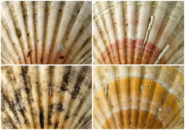 Four Close up of Seashells — Stock Photo, Image