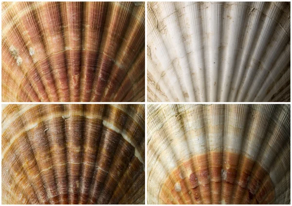 Cuatro acercamiento de conchas marinas — Foto de Stock