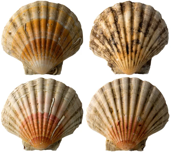Four Scallop Shells - See Pectinidae - 1 — Stock Photo, Image