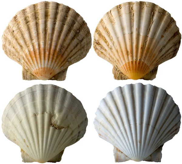 Four Scallop Shells - See Pectinidae - 3 — Stock Photo, Image