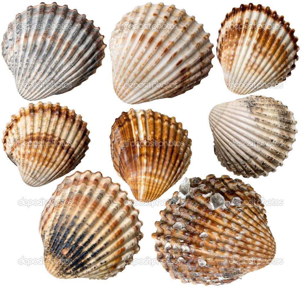 Shells Collection