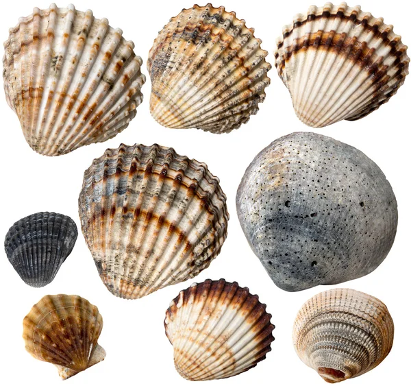 Shells Collection — Stock Photo, Image