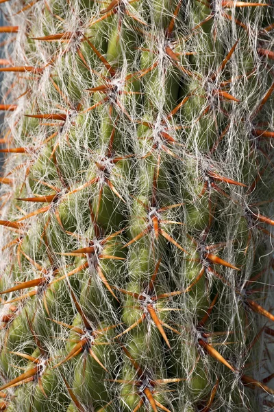 A kaktusz közelsége — Stock Fotó