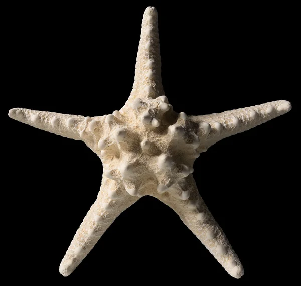 Starfish Isolated on Black Background — Stock Photo, Image