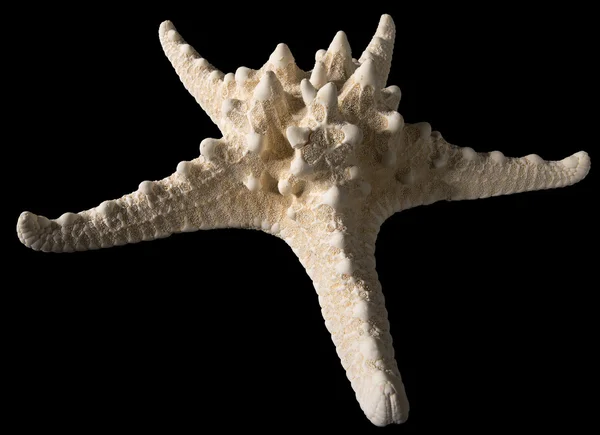 Starfish geïsoleerd op zwarte achtergrond — Stockfoto