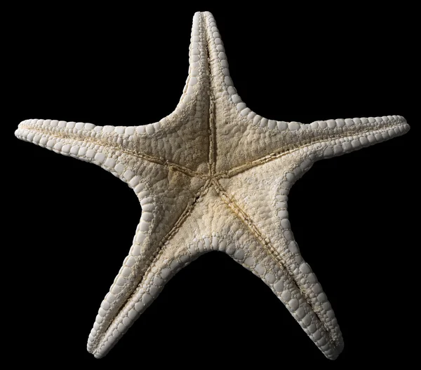 Морские звезды на черном фоне — стоковое фото