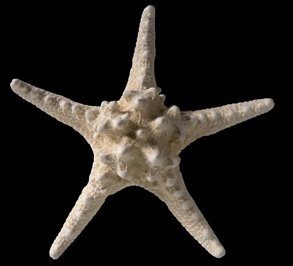 Starfish Isolated on Black Background — Stock Photo, Image