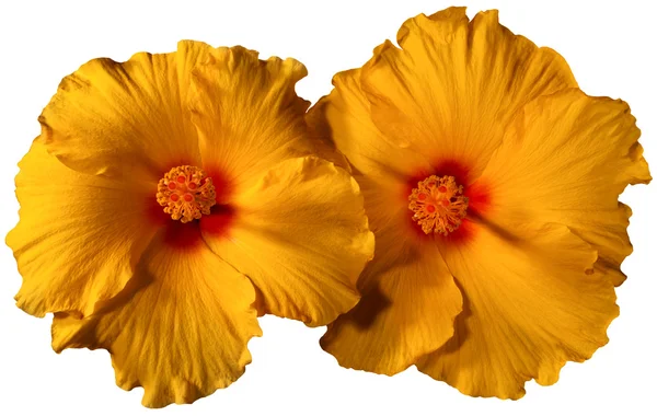 Orange Hibiscus Flowers — Stock Photo, Image