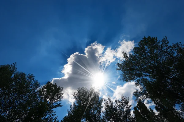 Silhouettes noires d'arbres sur ciel bleu — Photo