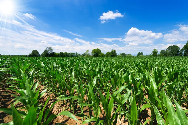 Green Corn Field — Stock Photo, Image