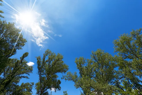 Árboles en el cielo azul —  Fotos de Stock